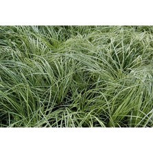 TNC Garden Groups Carex Evergold 10 Adet - Çok Yıllık Otsu Bitki
