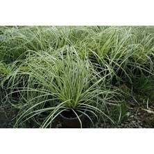 TNC Garden Groups Carex Evergold 10 Adet - Çok Yıllık Otsu Bitki