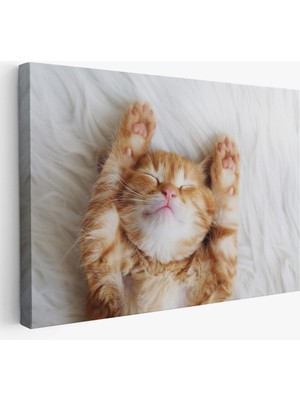 Harita Sepeti Yavru Kedi Dekoratif Kanvas Tablo 1125