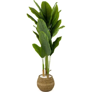 Muz Ağacı 170CM Geoit Hasır Saksıda