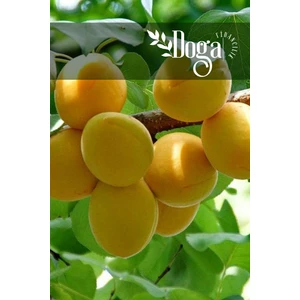 Doğa Fidancılık Aşılı Iğdır Şalak Kayısı Fidanı 3 Yaş