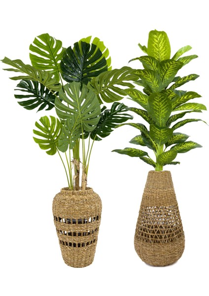 Luxury Monstera ve Difenbahya Ağacı Hasır Saksıda