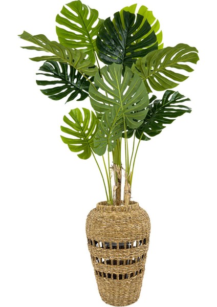 Luxury Monstera ve Difenbahya Ağacı Hasır Saksıda