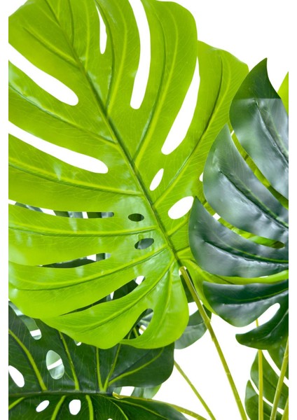 Luxury Monstera ve Difenbahya Ağacı Hasır Saksıda