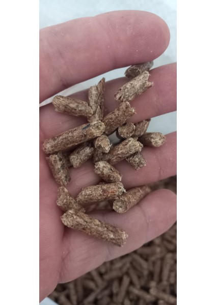 Pelet Çam