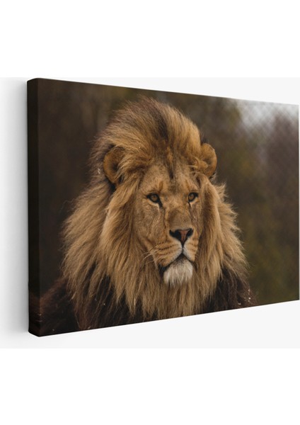 Aslan Dekoratif Kanvas Tablo 1159