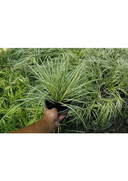 Carex Evergold 10 Adet - Çok Yıllık Otsu Bitki