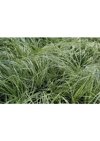 Carex Evergold 10 Adet - Çok Yıllık Otsu Bitki