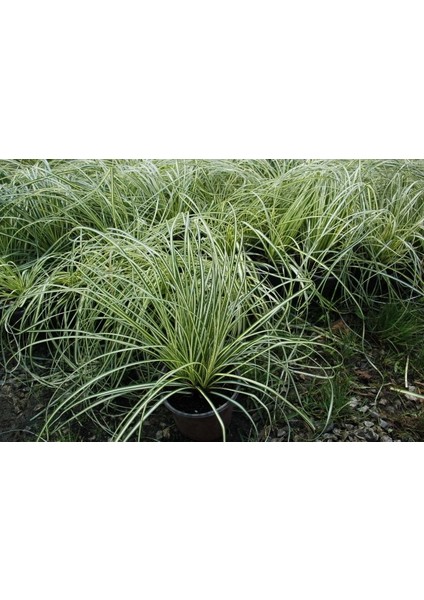Carex Evergold 10 Adet - Çok Yıllık Otsu Bitki