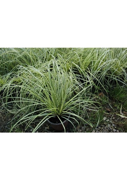 Carex Evergold 10 Adet - Çok Yıllık Otsu Bitki