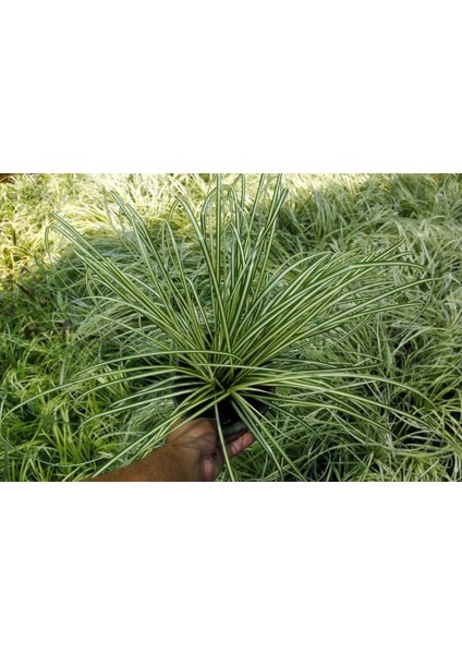Carex Evergold 3 Adet - Çok Yıllık Otsu Bitki