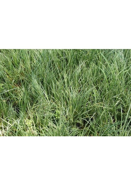 Carex Evergold 3 Adet - Çok Yıllık Otsu Bitki