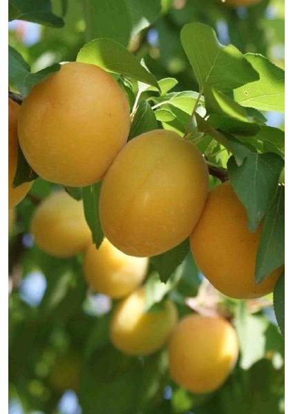 ( 6 Adet ) Aşılı Iğdır Şalak Kayısı Fidanı 3 Yaş fiyatları