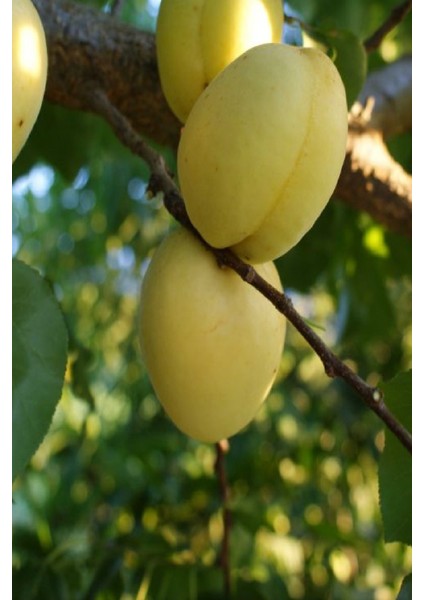 ( 6 Adet ) Aşılı Iğdır Şalak Kayısı Fidanı 3 Yaş modelleri