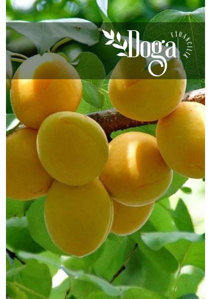 ( 6 Adet ) Aşılı Iğdır Şalak Kayısı Fidanı 3 Yaş fırsatları