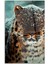 Leopar Cam Tablo 4