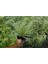 Carex Evergold 10 Adet - Çok Yıllık Otsu Bitki 1