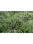 Carex Evergold 10 Adet - Çok Yıllık Otsu Bitki 2