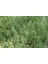Carex Evergold 3 Adet - Çok Yıllık Otsu Bitki 2