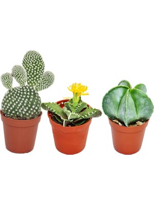 Levant Kaktüs Sukulent Nadir Türler Seti Vionk