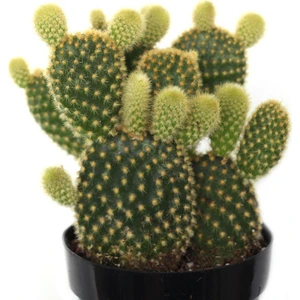 Opuntia Microdasys Bunny Ears Kaktüs