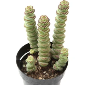 Crassula Mariniera Sukulent