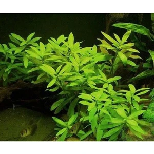 Akvaryum Bitkileri Hygrophila Polysperma Ceylon - Zeytin