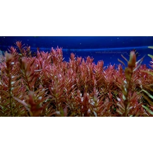 Akvaryum Bitkileri Rotala Rotundifolia Red