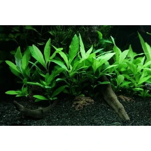 Akvaryum Bitkileri Hygrophila Corymbosa - Limon