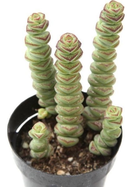 Crassula Mariniera Sukulent