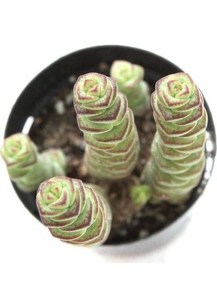 Crassula Mariniera Sukulent
