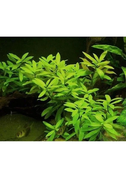 Akvaryum Bitkileri Hygrophila Polysperma Ceylon - Zeytin