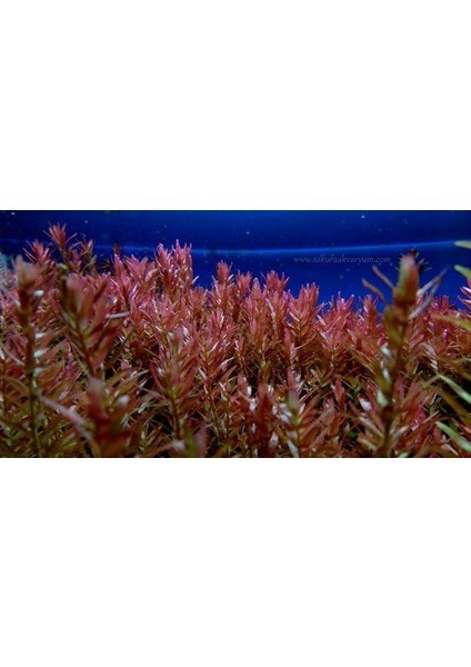 Akvaryum Bitkileri Rotala Rotundifolia Red