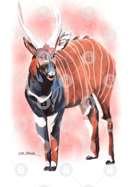 Bongo - Antelope Kupa Bardak