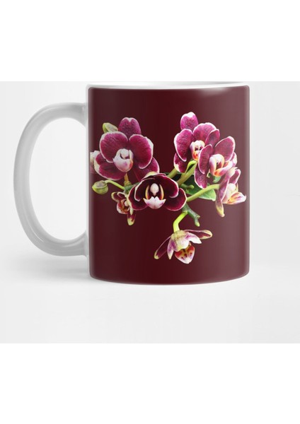 Phalaenopsis Lioulin Sparrow Kupa Bardak