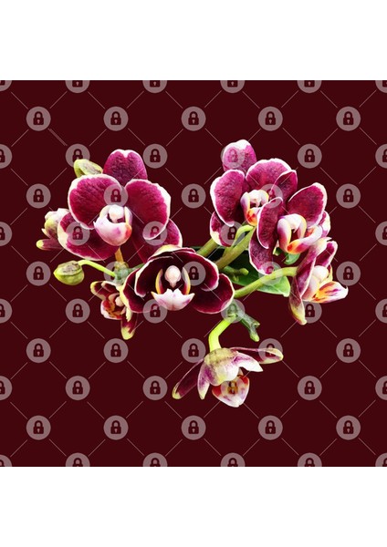 Phalaenopsis Lioulin Sparrow Kupa Bardak