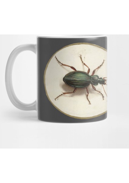 Beetle, Jan Augustin Van Der Goes 1690 Kupa Bardak