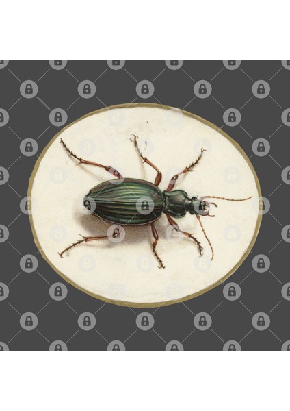 Beetle, Jan Augustin Van Der Goes 1690 Kupa Bardak