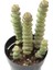 Crassula Mariniera Sukulent 1