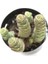 Crassula Mariniera Sukulent 2