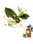 Herbal Şampuan Altın Moringa Yağı 400 ml & Saç Bakım Kremi 360 ml 4