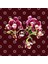Phalaenopsis Lioulin Sparrow Kupa Bardak 3