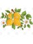 Citrus,Sicilian Style Summer Decor Kupa Bardak 3