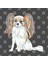 Papillon Dog Kupa Bardak 3