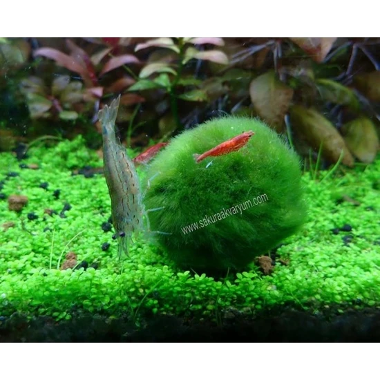 Akvaryum Bitkileri Mossball 3-5 cm