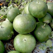 Zengarden Gülle Su Kabağı Tohumu Bushel Basket Gourd Sepet Yapımında Kullanılır