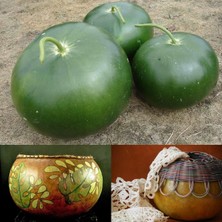 Zengarden Gülle Su Kabağı Tohumu Bushel Basket Gourd Sepet Yapımında Kullanılır