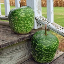 Zengarden Elma Şeklinde Sukabağı Tohumu Big Apple Gourd Seeds