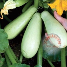 Zengarden Kolsuz Sakız Kabağı Kabak Tohumu Cucurbita Pepo