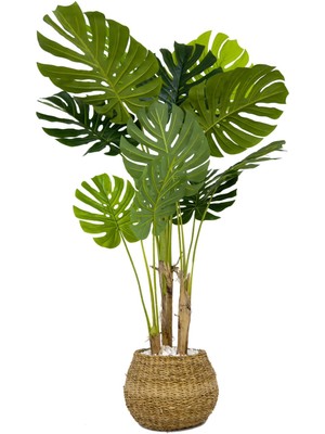 Monstera Ağacı 150CM Geoit Hasır Saksıda